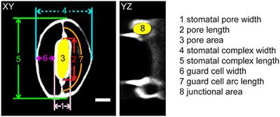 Mechanical Effects of Cellulose, Xyloglucan, and Pectins on Stomatal Guard Cells of Arabidopsis thaliana